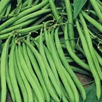 Green Beans