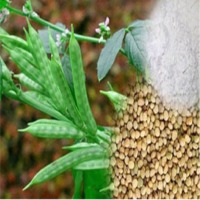 Indian Guar Gum Seeds