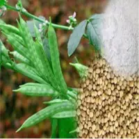 Indian Guar Gum Seeds