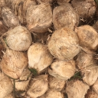 Fresh Semi Coconut