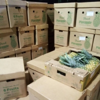 Fresh Pineapples