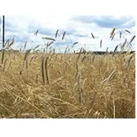 Wheat