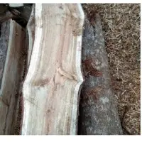 Hard Wood Branches
