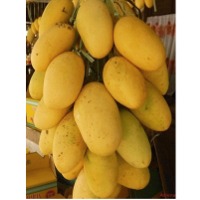 Carabao Mangoes