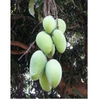 Carabao Mangoes