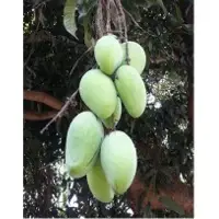 Carabao Mangoes