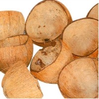 Coconuts Shell