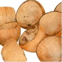 Coconuts Shell