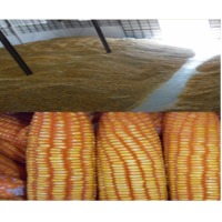 Corn For Animal Consumption