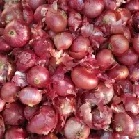 Onion