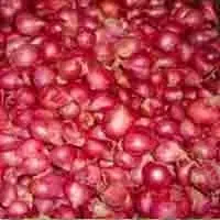 Small Onion