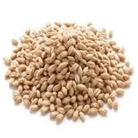 	Barley