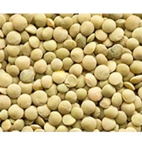 Eston Lentils