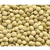 Eston Lentils
