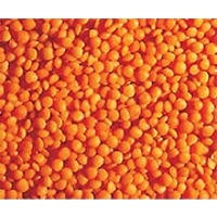 Crimson Lentil