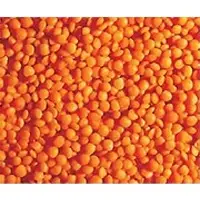 Crimson Lentil