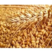 Wheat
