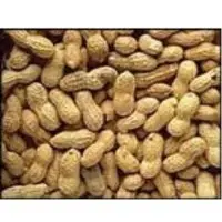 Groundnuts