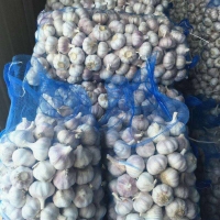Garlic