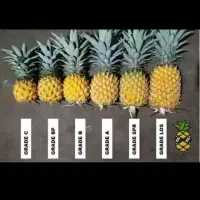 Honey Pineapple