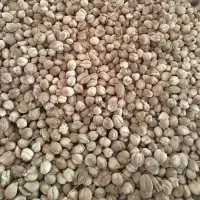 Cardamom
