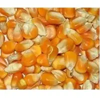 Yellow maize