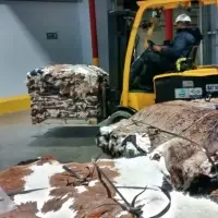 Salted Cow Leather Skins