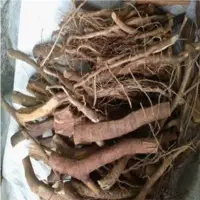 Eurycoma Longifolia ( Tongkat Ali)