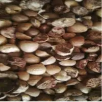 Betel Nut (Kacang Pinang)
