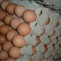 Farm Brown Table Chicken Eggs