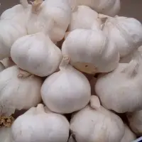 Fresh Garlic