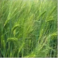 Barley