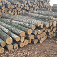 Spruce Logs 