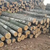 Spruce Logs 