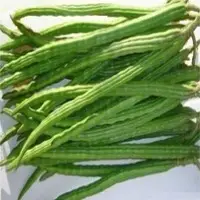 Drumstick (Moringa)