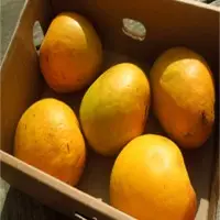 Mangoes