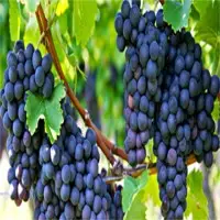 Grapes