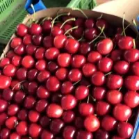 Fresh Cherries