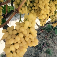 Grape