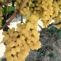 Grape