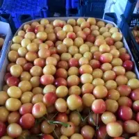 White Cherry