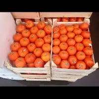 Tangerine