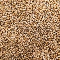 Sesame Seeds