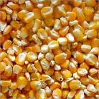 Animal Feeds (Processed Maize)