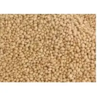 Soybean Seeds