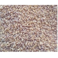 Wheat Seeds