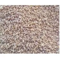 Wheat Seeds