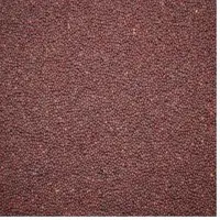 Organic Mustard Seed