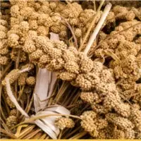 Millets