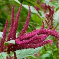 Amaranth